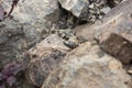 ÃÂ Yellow Spotted Keelback snake close up of juvenile snake hiding in rocks around water bodies